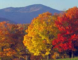 Fall Foliage