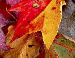 Maple Leaves in Fall