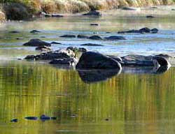 River Reflections, Waitsfield