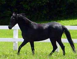 UVM Morgan Horse Farm, Weybridge
