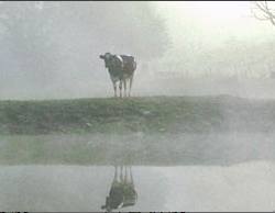 Spring Mist