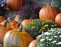 Pumpkins Herald Fall